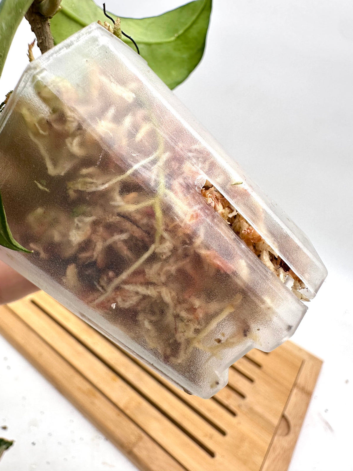 Hoya Crassipetiolata Splash