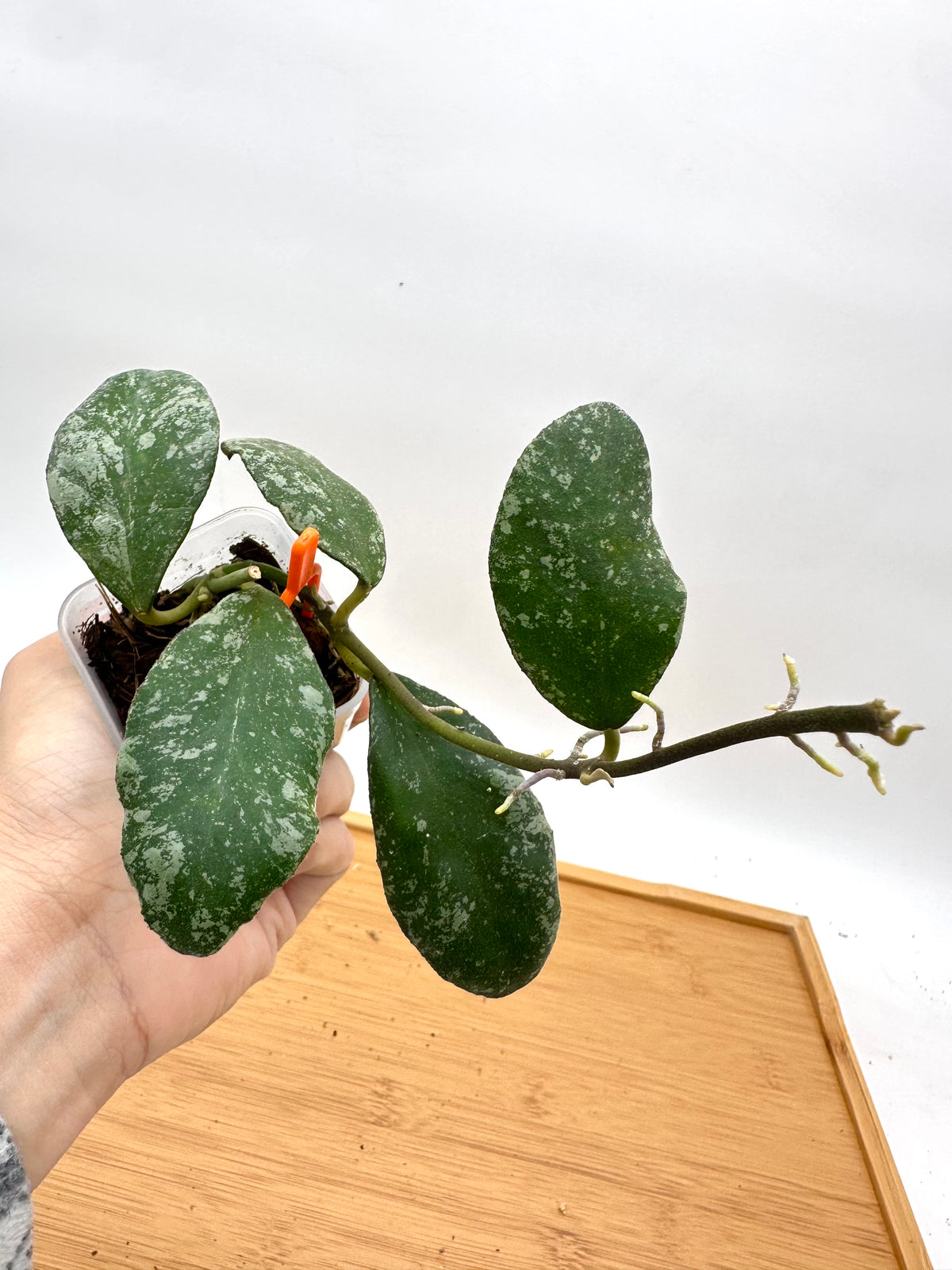 Hoya Cloudy Sky