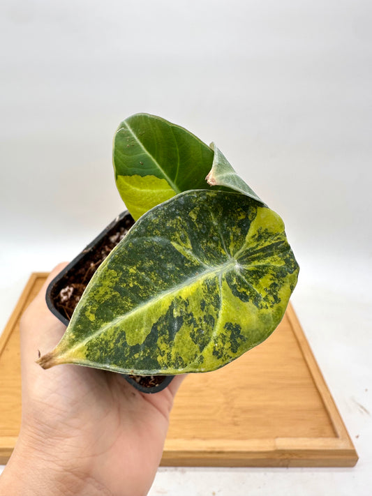 Alocasia Black Velvet Gold Variegated