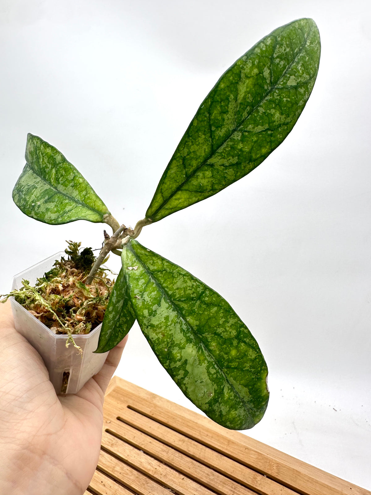 Hoya Crassipetiolata Splash