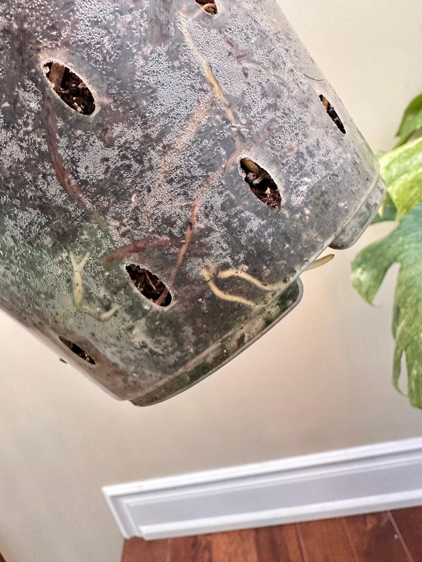 Philodendron Mayoi x FB Variegated Size L - August Sale