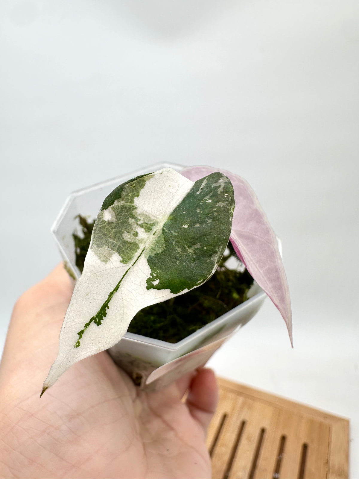 Alocasia Amazonica Polly Pink Albo Variegated