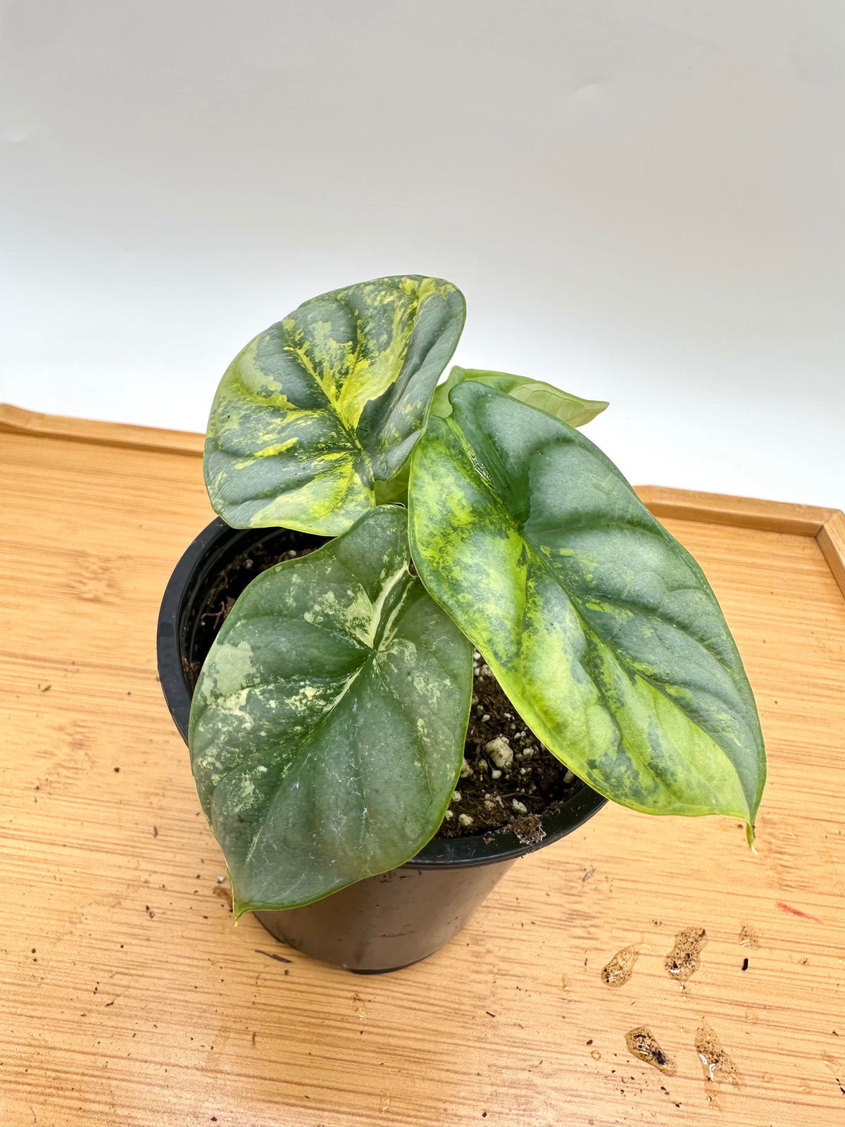 Alocasia Silver Dragon Aurea Variegated