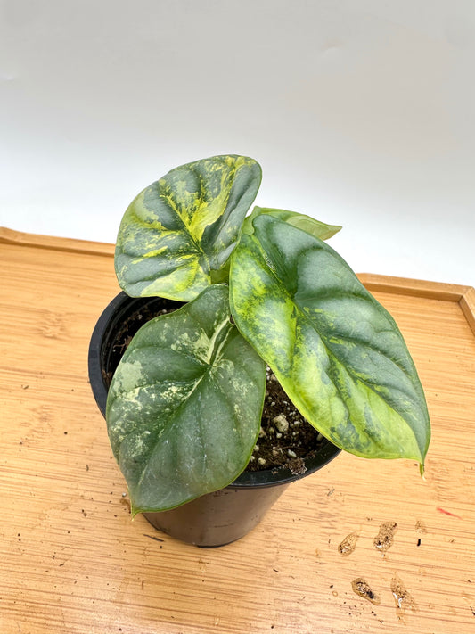 Alocasia Silver Dragon Aurea Variegated