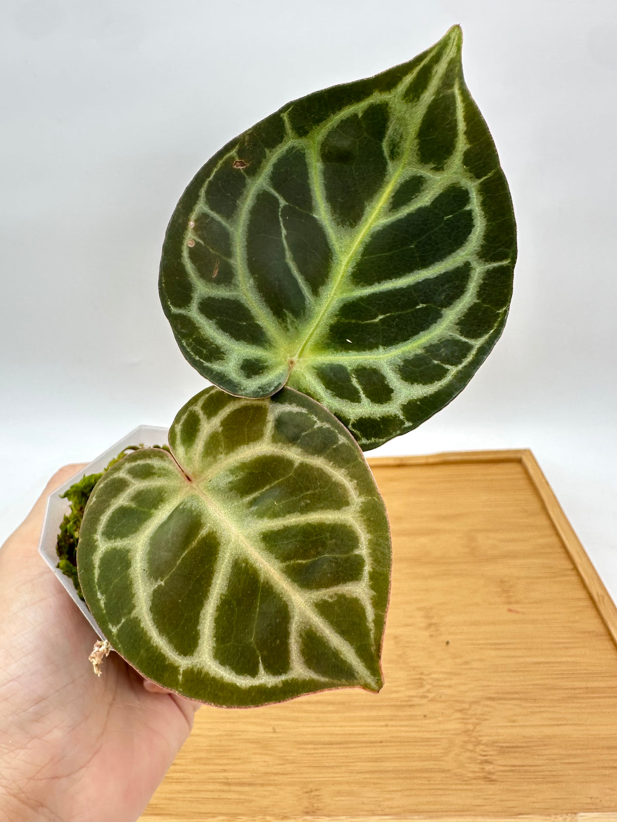 Anthurium Red Crystallinum x Black Crystallinum