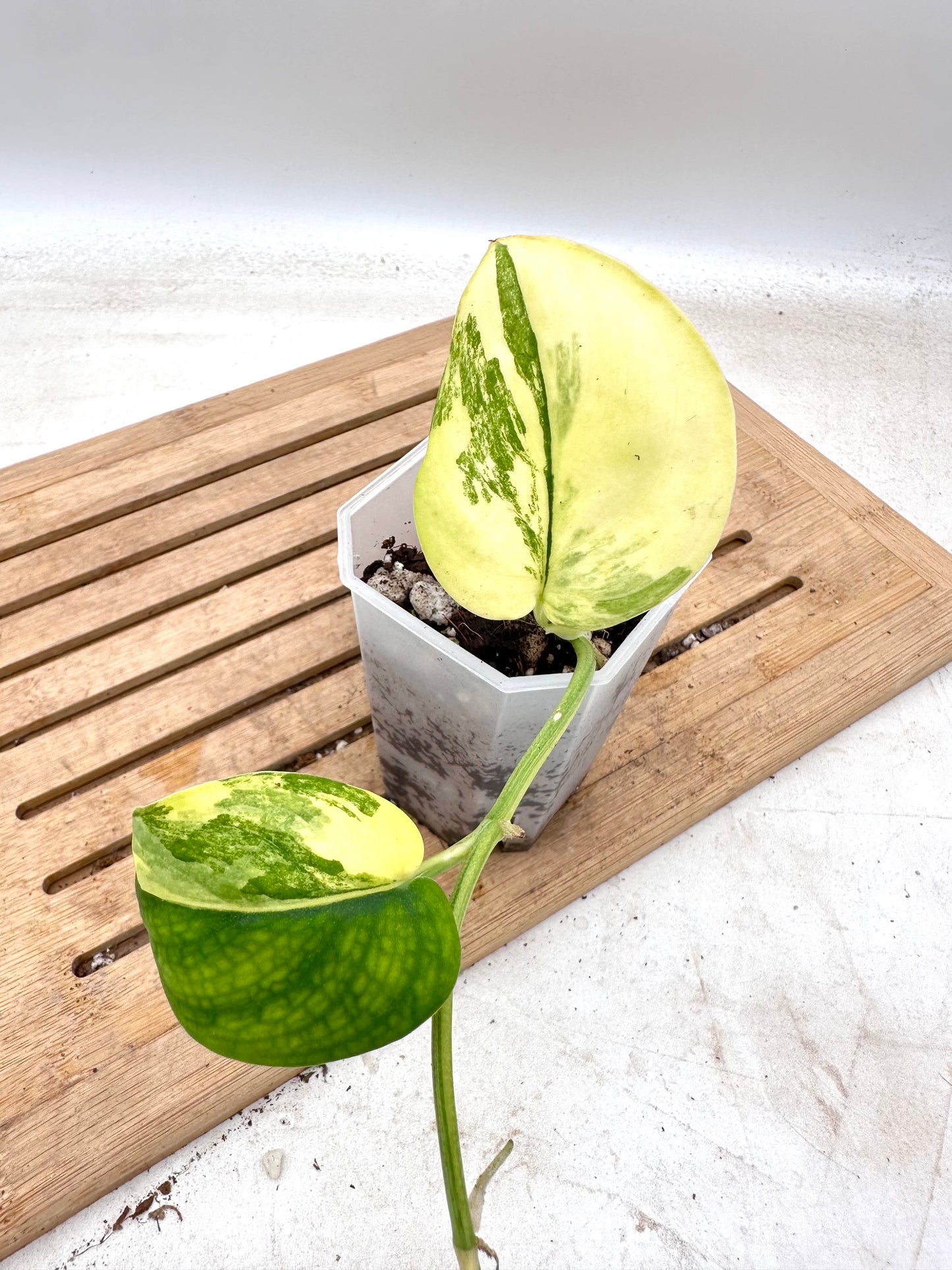 Scindapsus Jade Satin Aurea Variegated