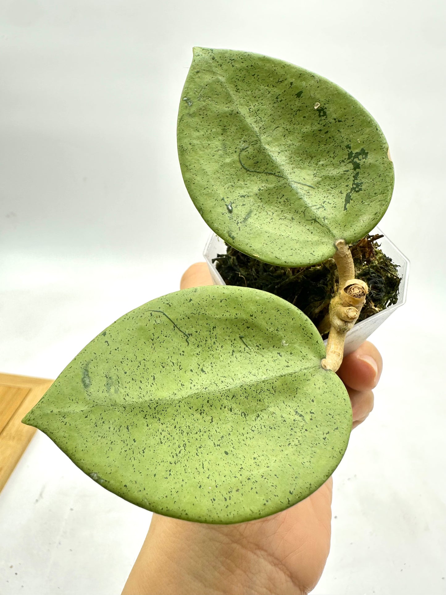 Hoya Verticillata ‘Silver Heart’