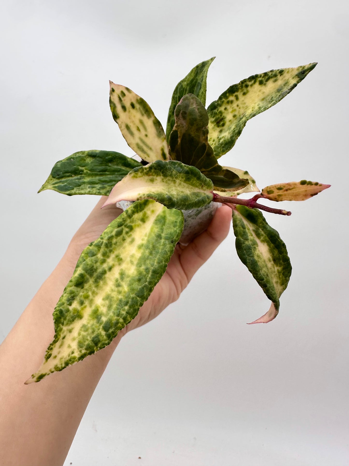 Hoya Crocodile - 5+ nodes