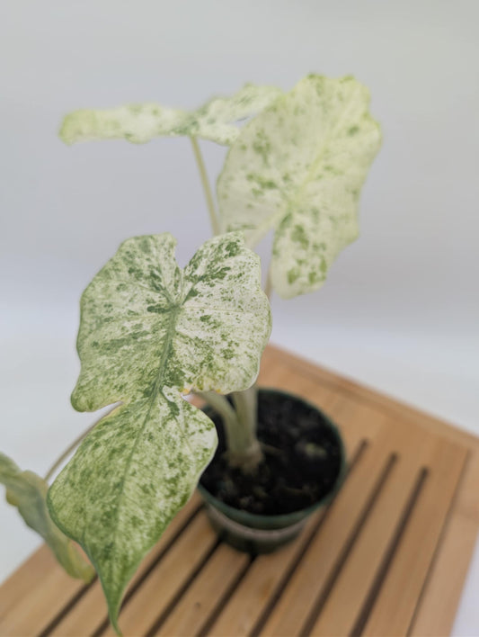 Alocasia Odora Batik