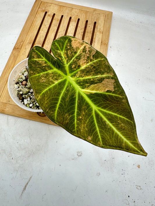 Alocasia Regal Shields Variegated