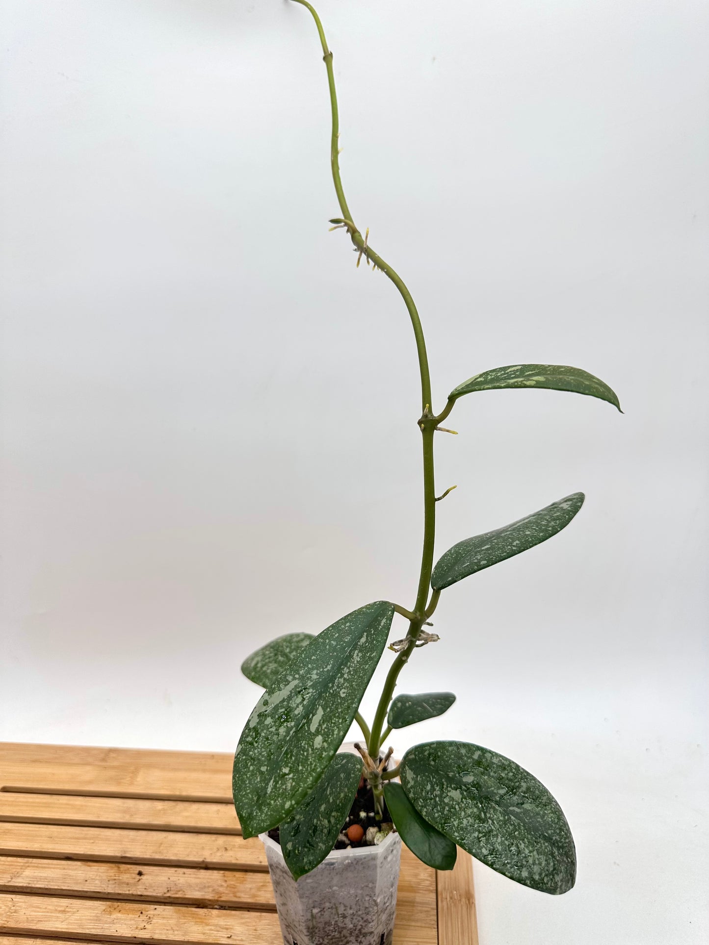 Hoya diversifolia Splash