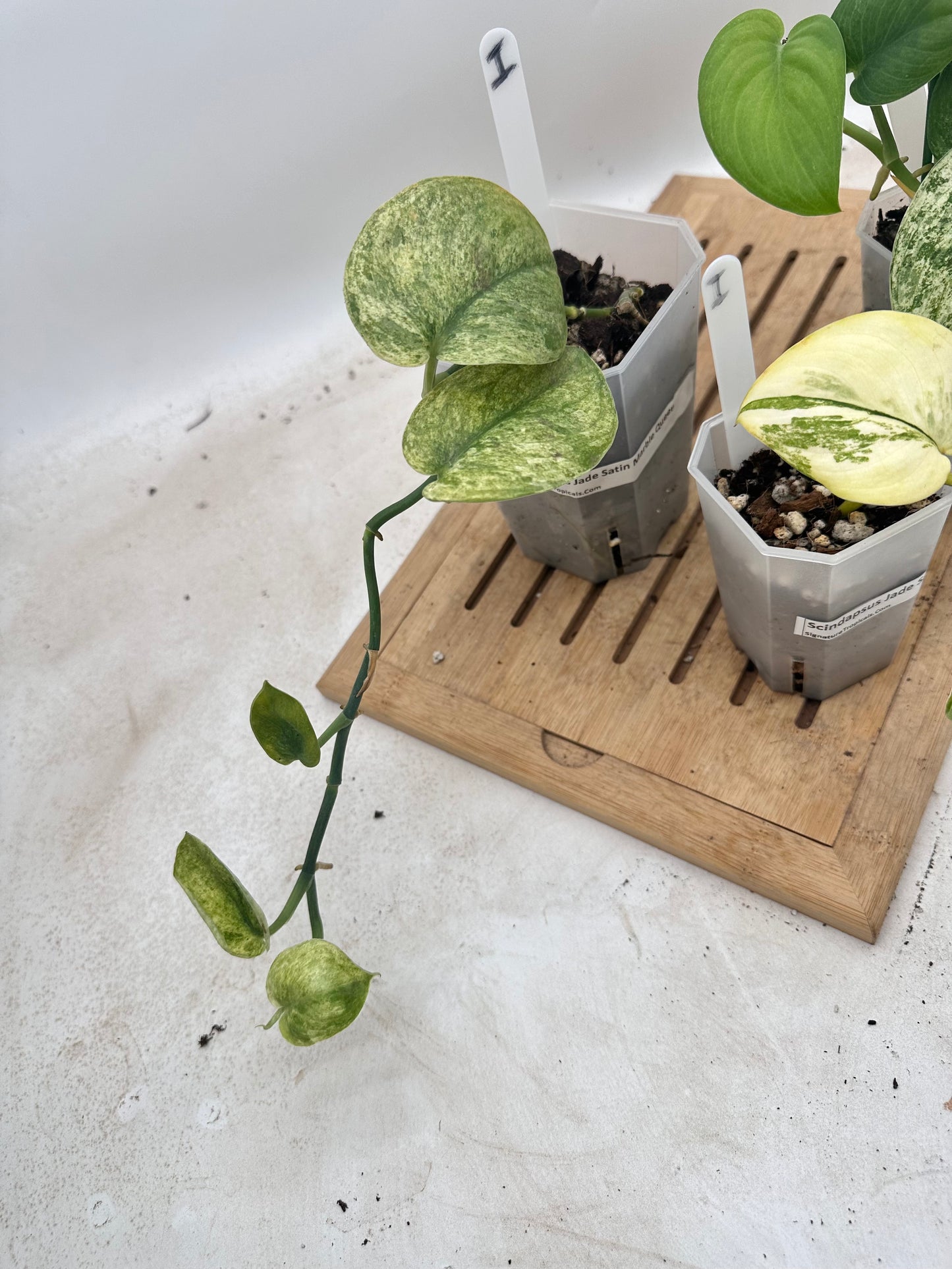 Combo Sale - Scindapsus Halimoon & Jade Satin Marble & Jade Satin Aurea