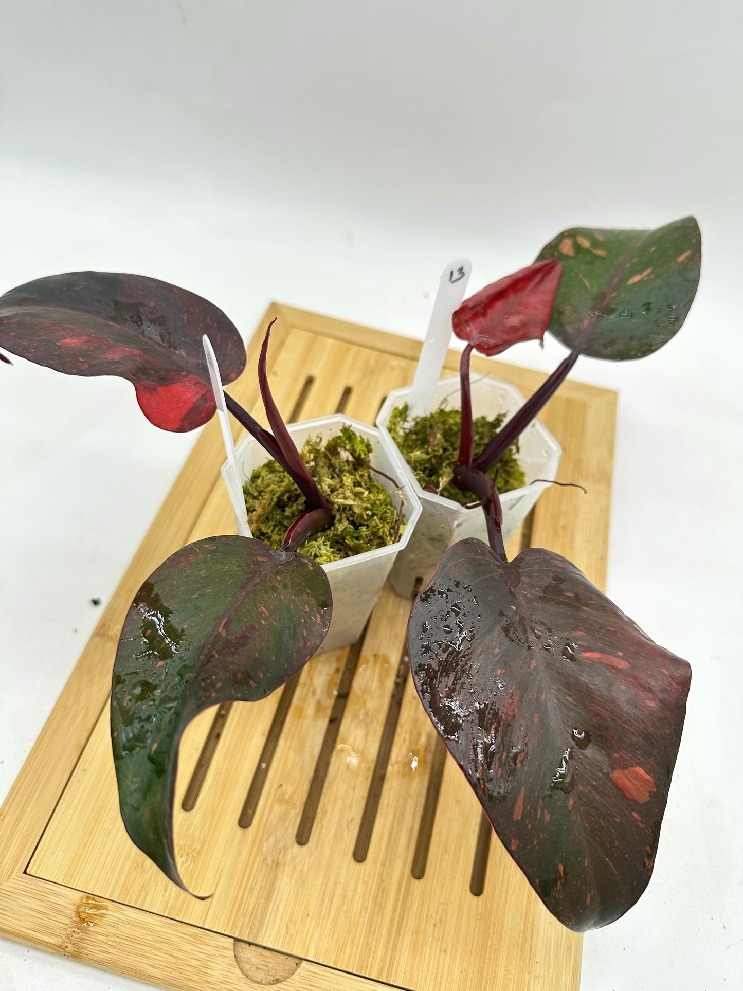 Philodendron Orange Princess Variegated - 013 014