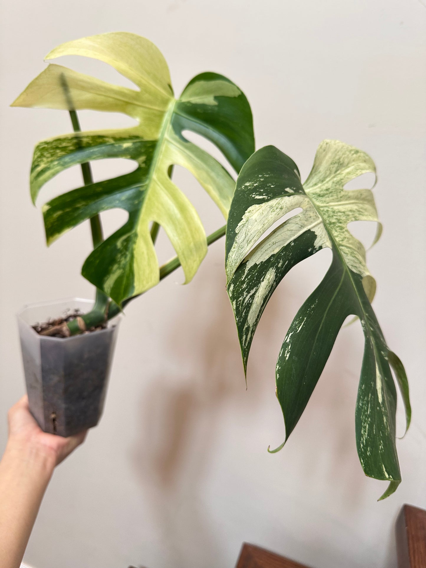 Monstera Jungle Mint