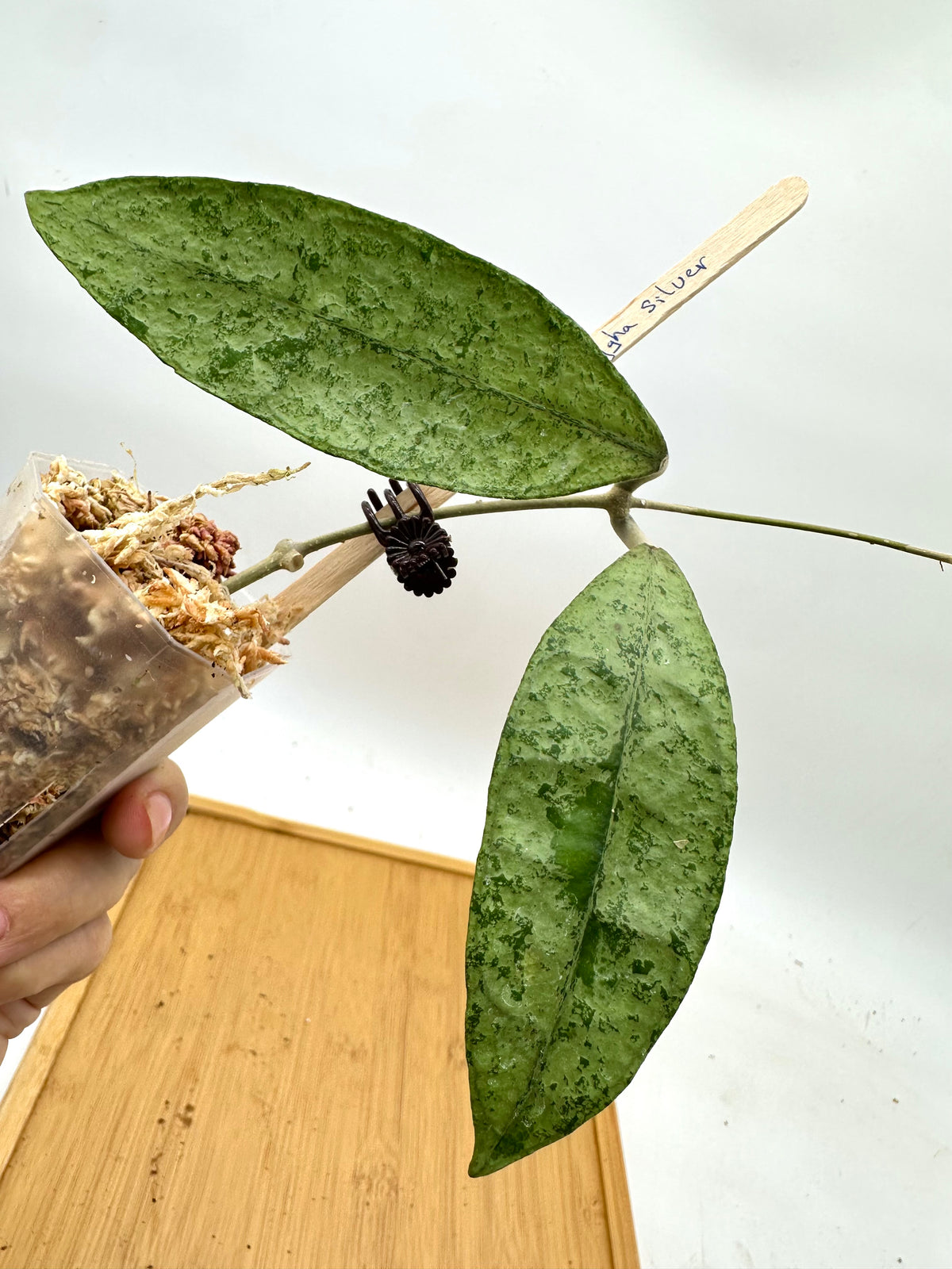 Hoya Finlaysonii ‘Panggha’ Silver