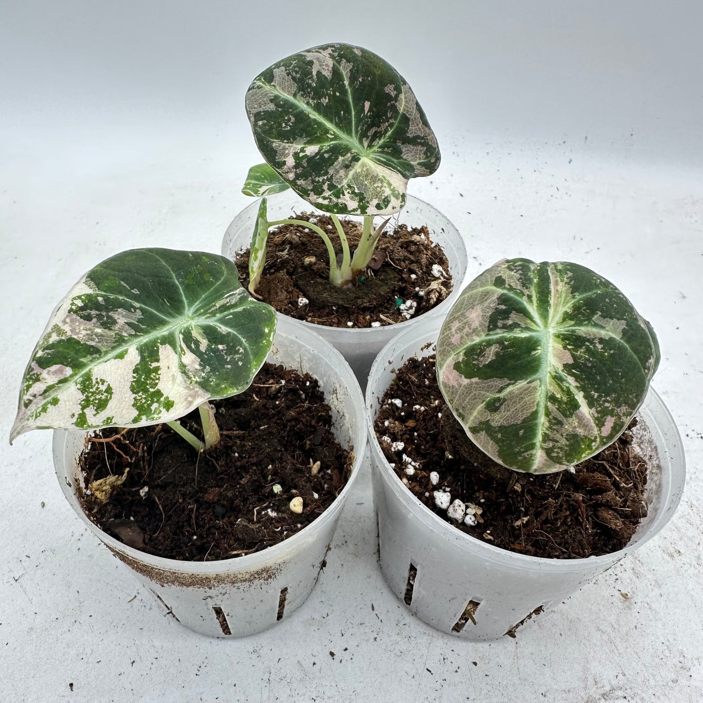 Alocasia Black Velvet Pink Variegated