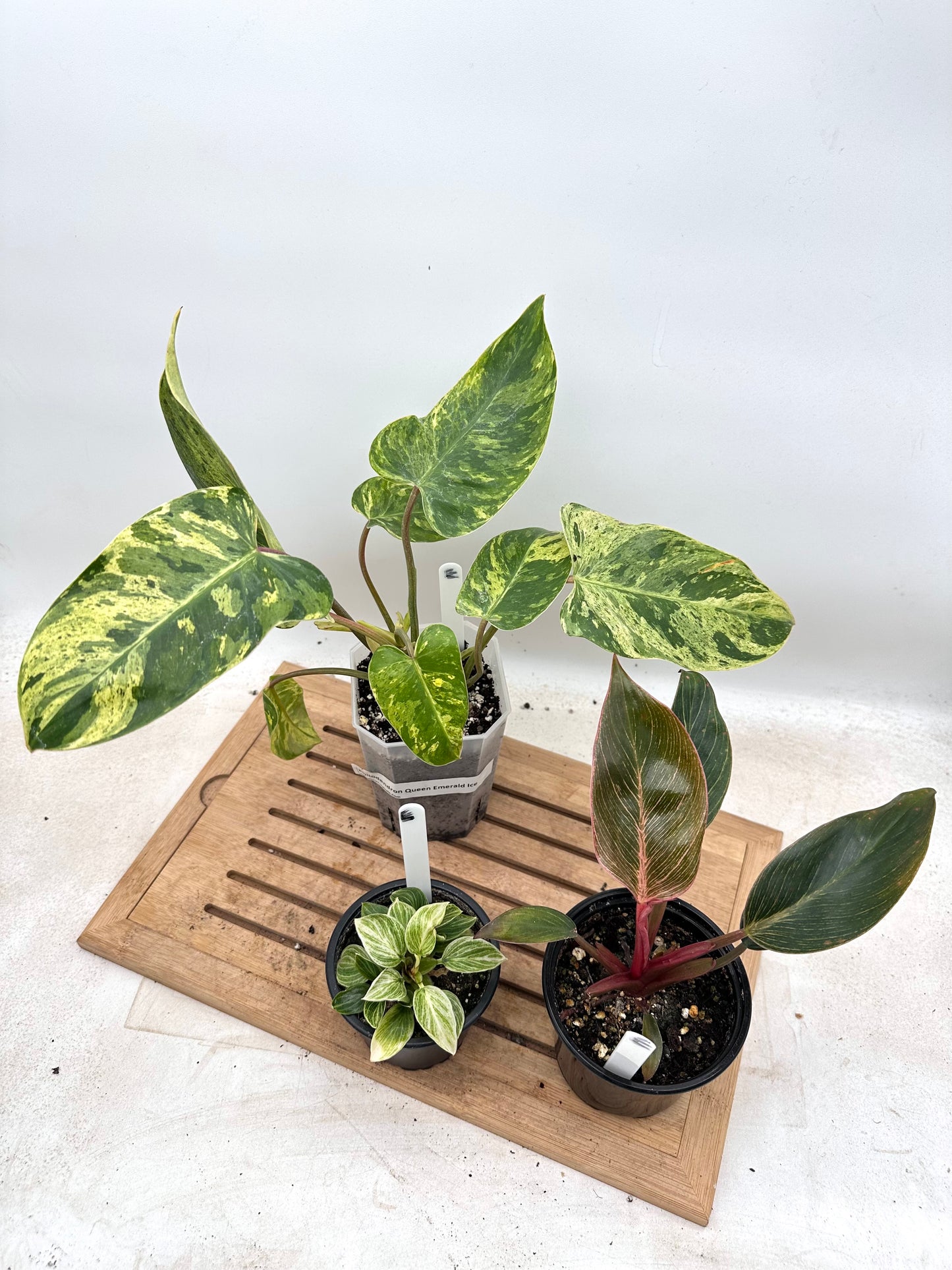 Combo Sale - Philodendron Ice Emerald Queen & Birkin & Birkin Pink