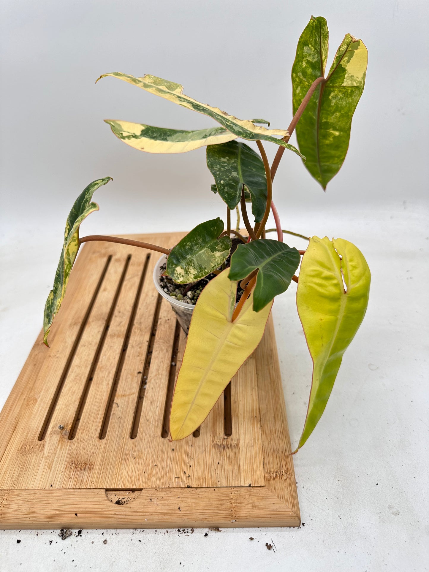 Philodendron Billietiae Variegated (multiple growths)