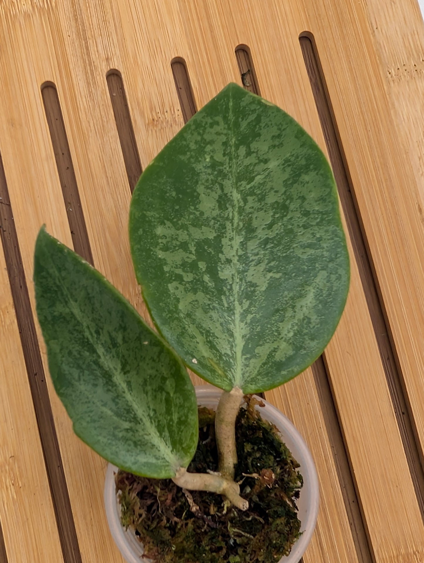 Hoya Rime Splash