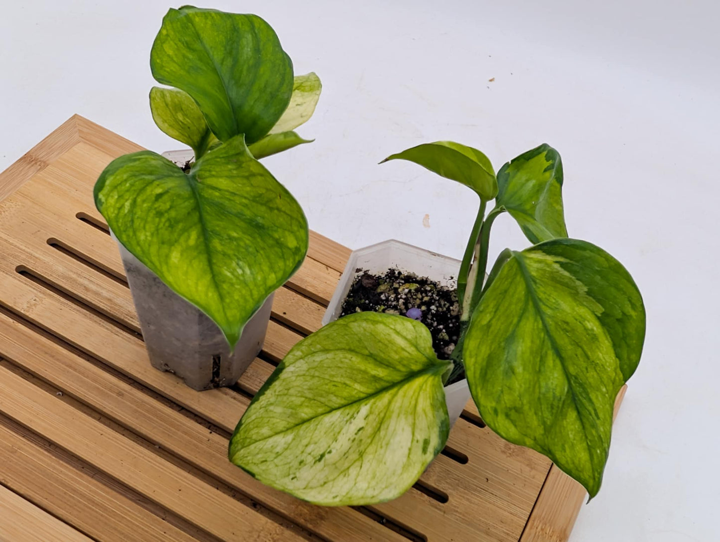 Pothos ‘Olivia’ - Mint Mutated Manjula