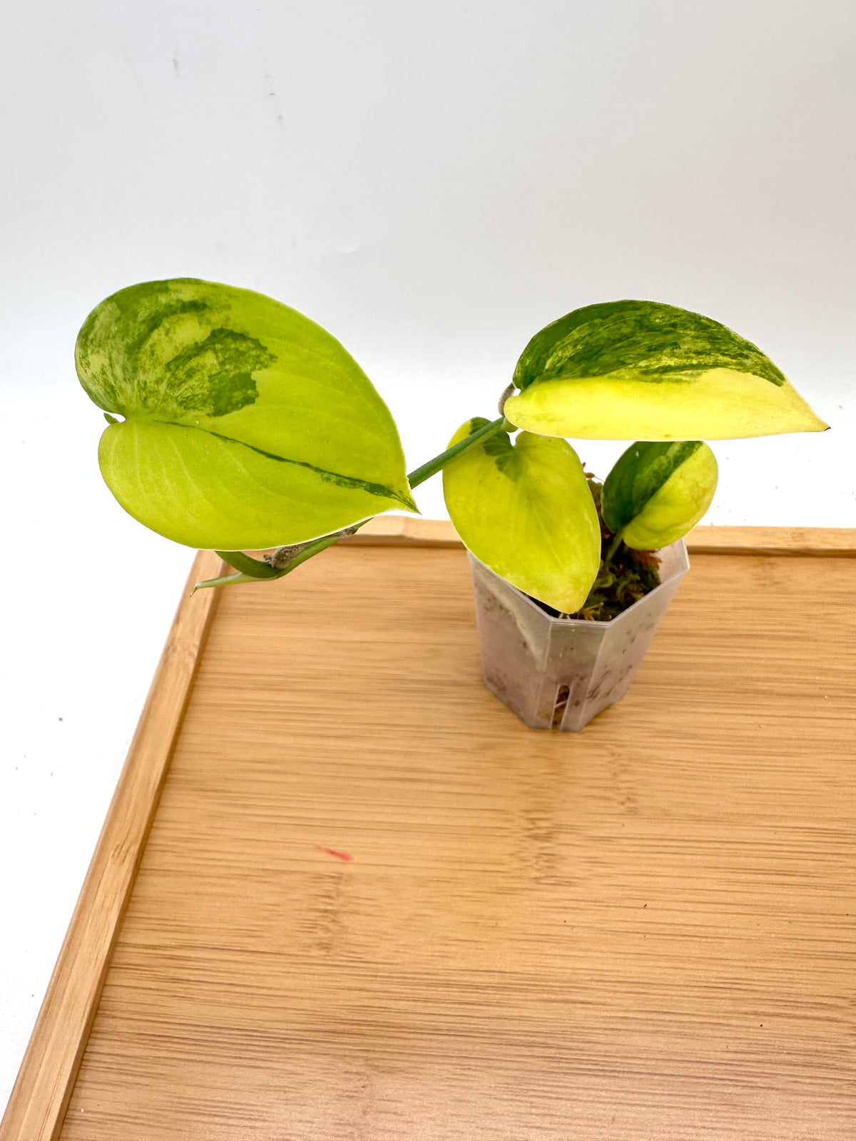 Scindapsus Jade Satin Variegated