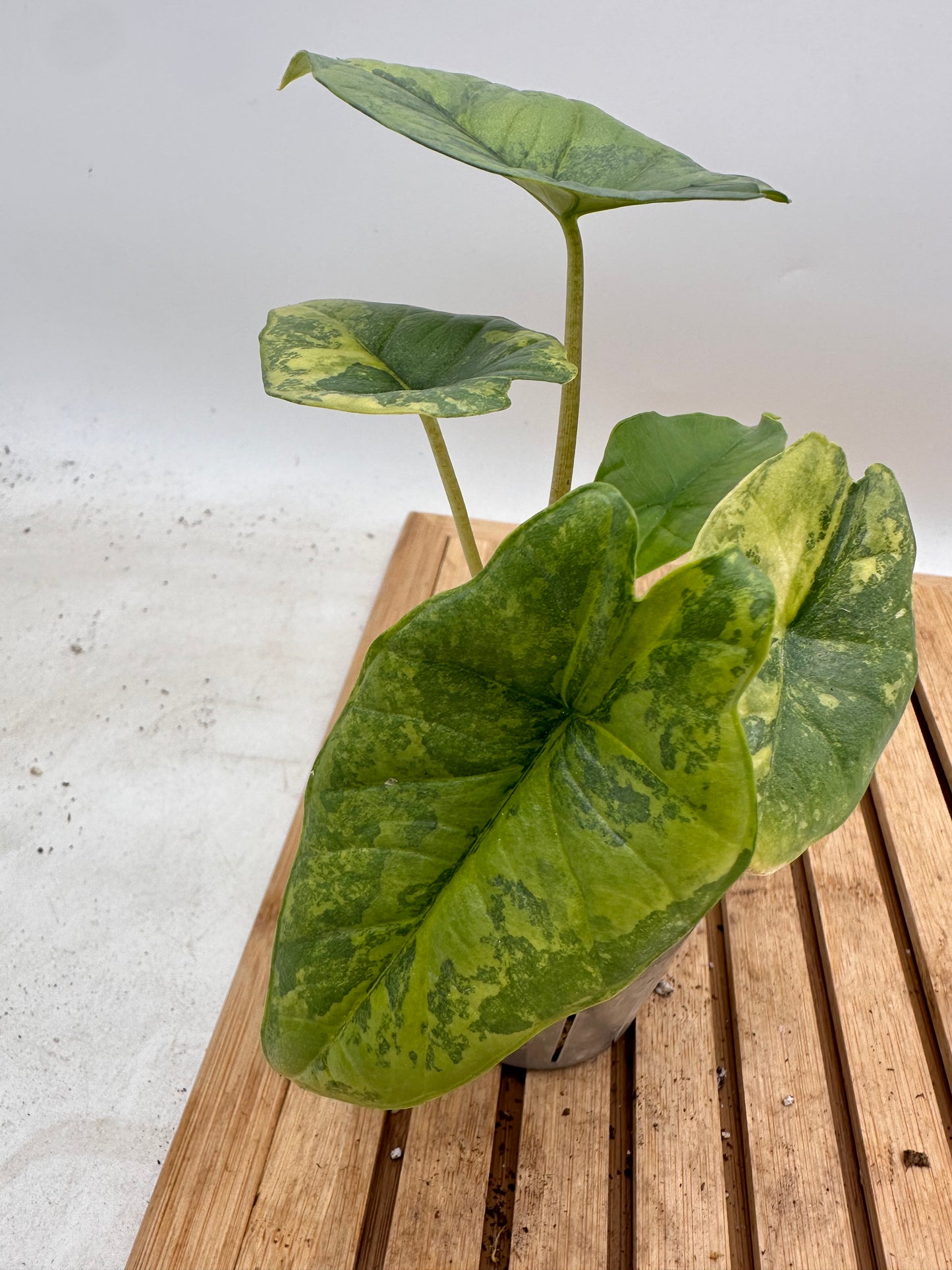 Alocasia Platinum Aurea Variegated 🦄