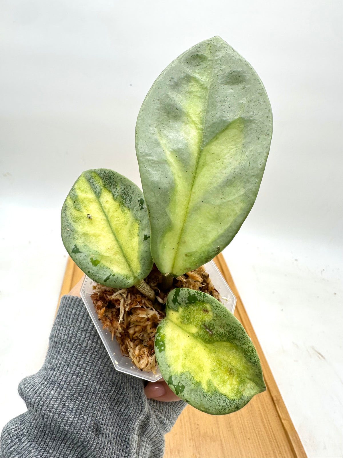 Hoya Argentea Princess