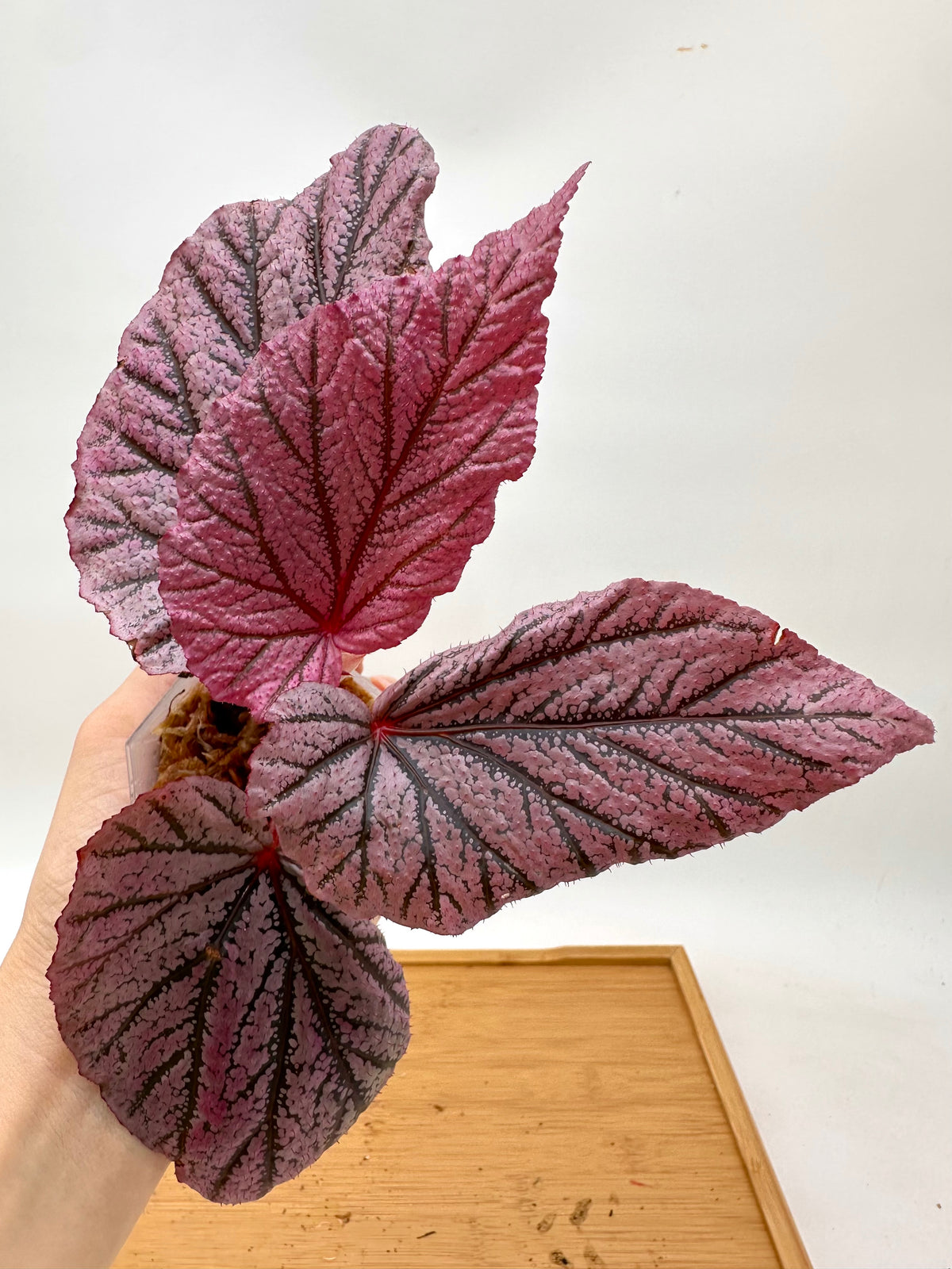 Begonia Red Berry - From Thailand