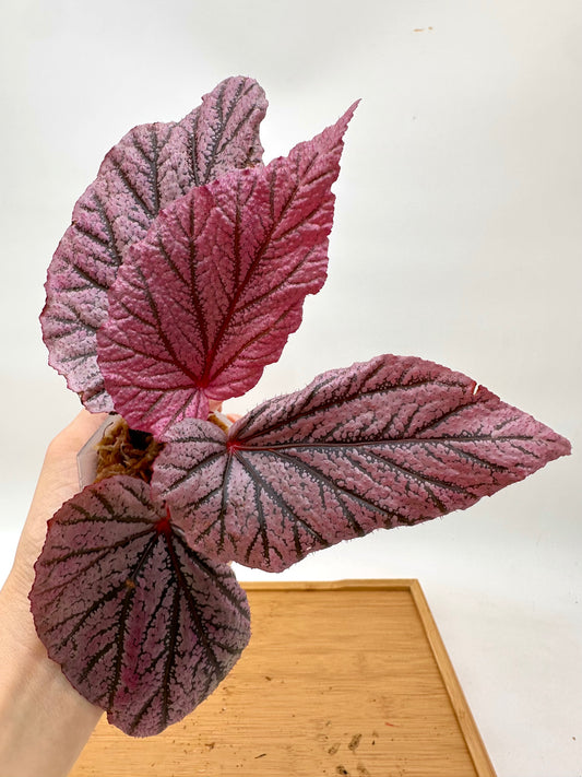 Begonia Red Berry - From Thailand