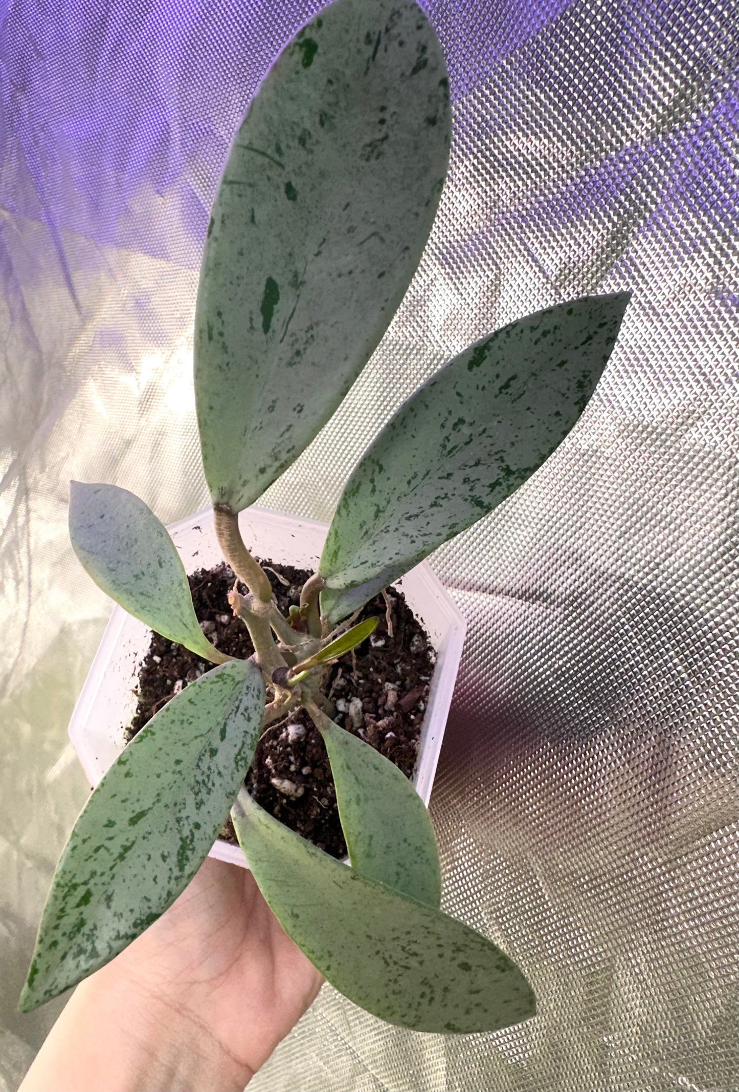 Hoya Publicalyx Silver Ghost