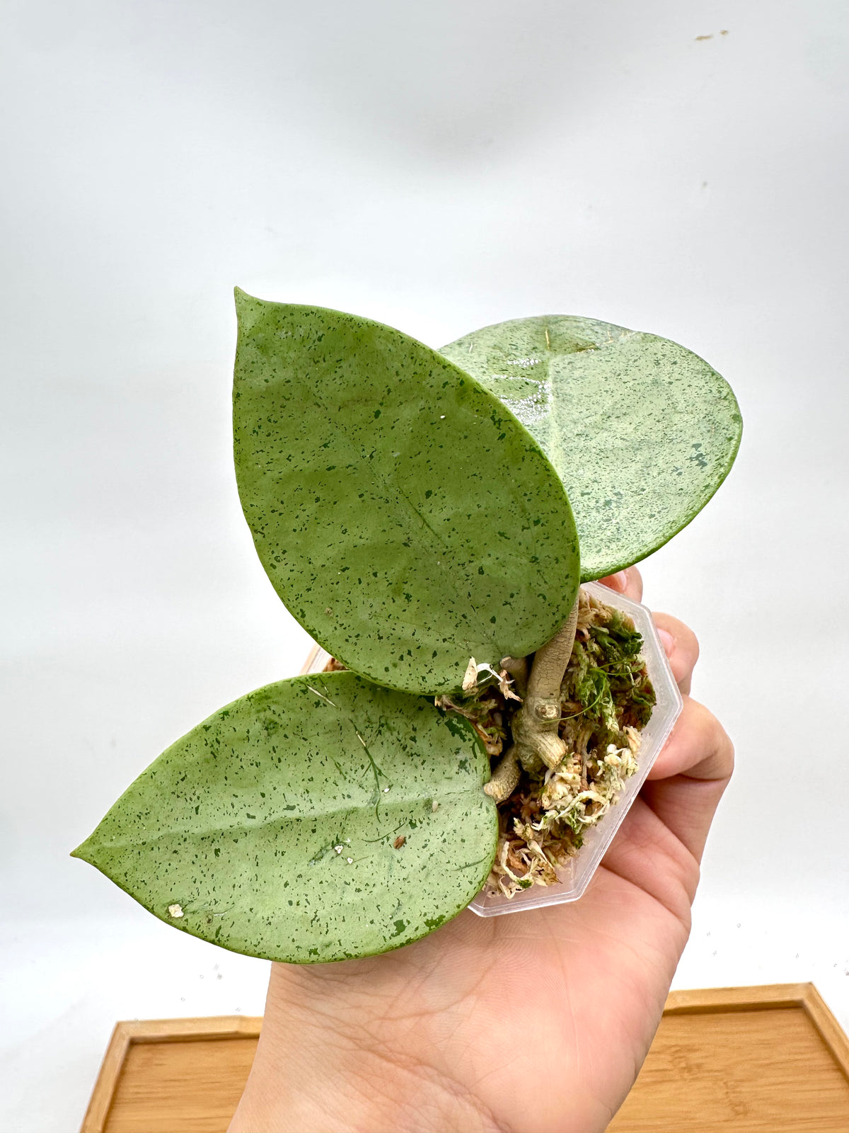 Hoya Verticillata ‘Silver Heart’