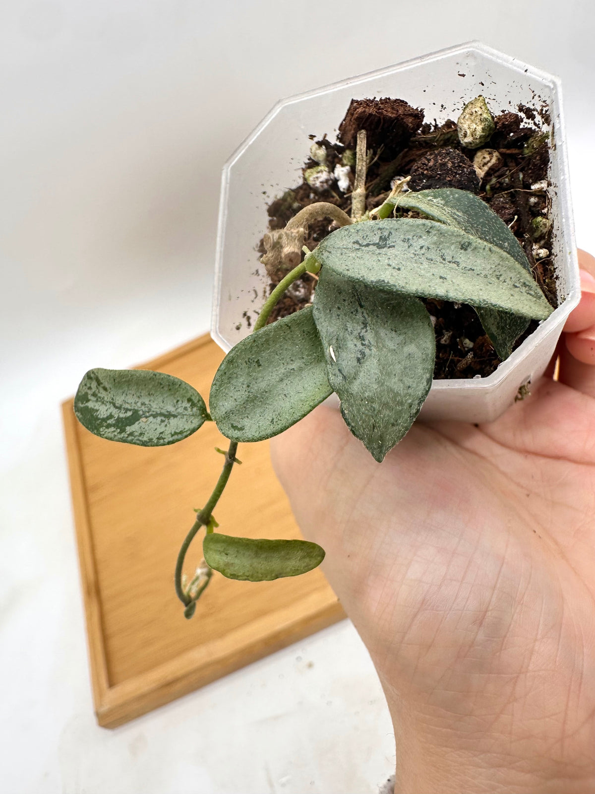 Hoya Lima Silver