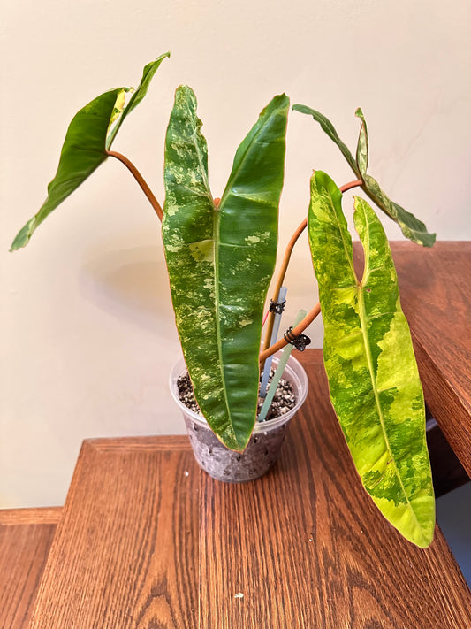 Thanksgiving Sales - Philodendron Billietiae Variegated Full Plant