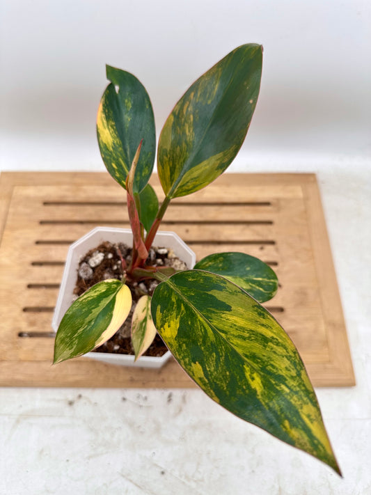 Philodendron Red Congo Variegated