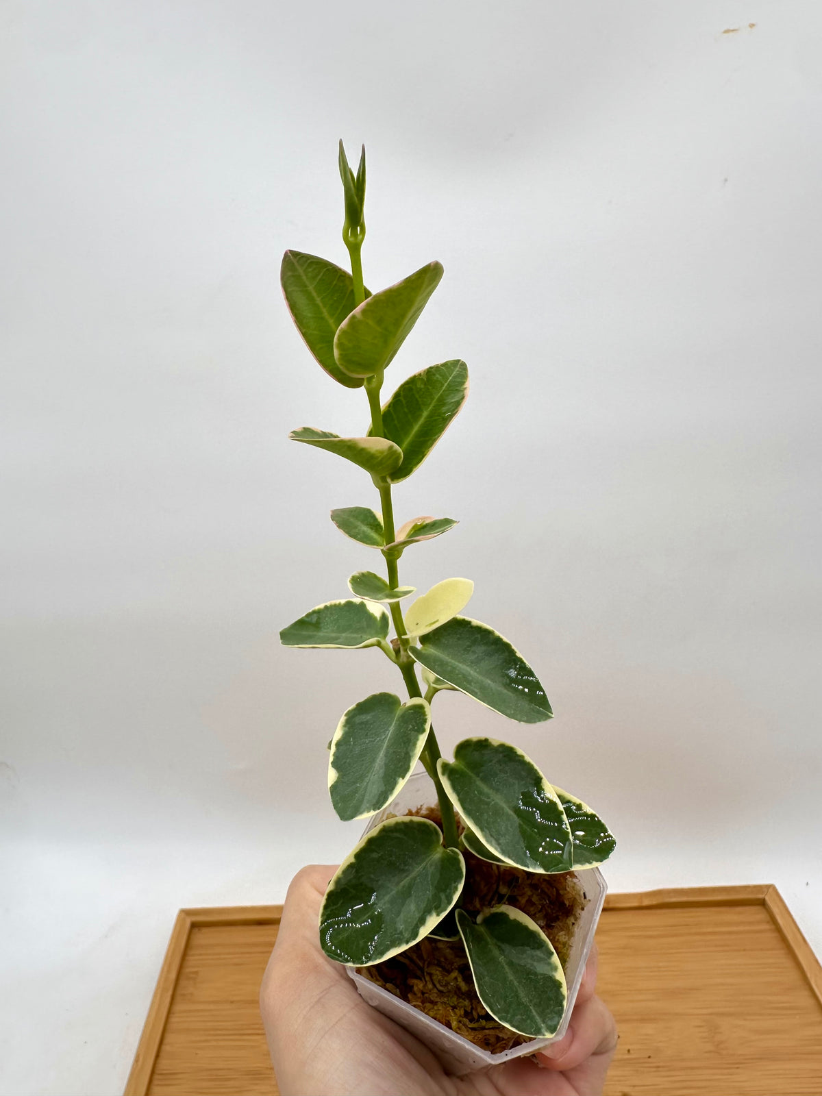 Hoya Cummingiana Albo Variegated