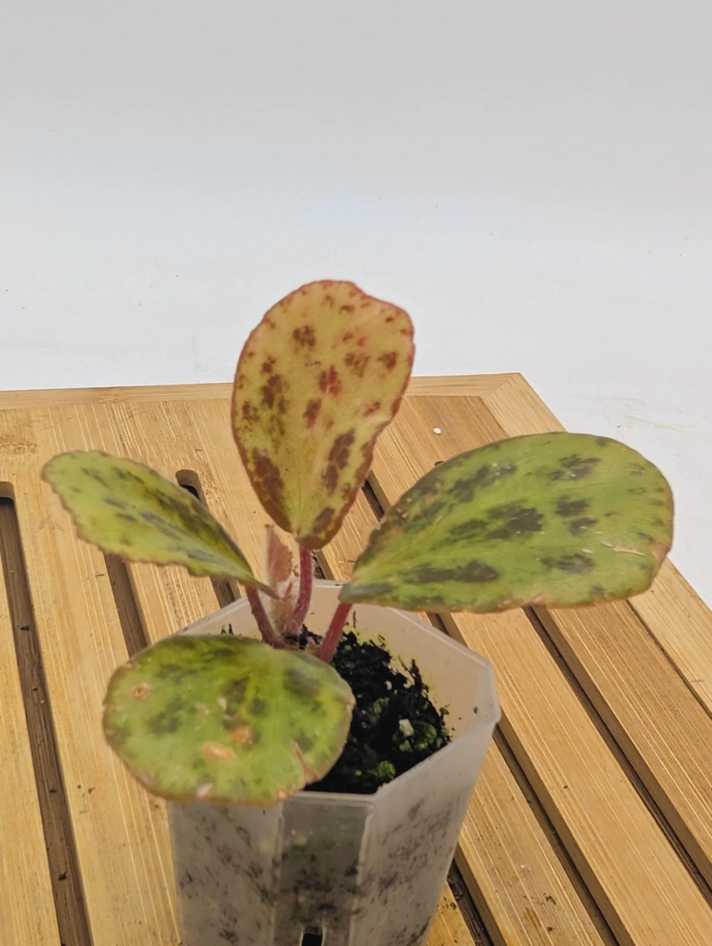 Begonia Blancii Mottled