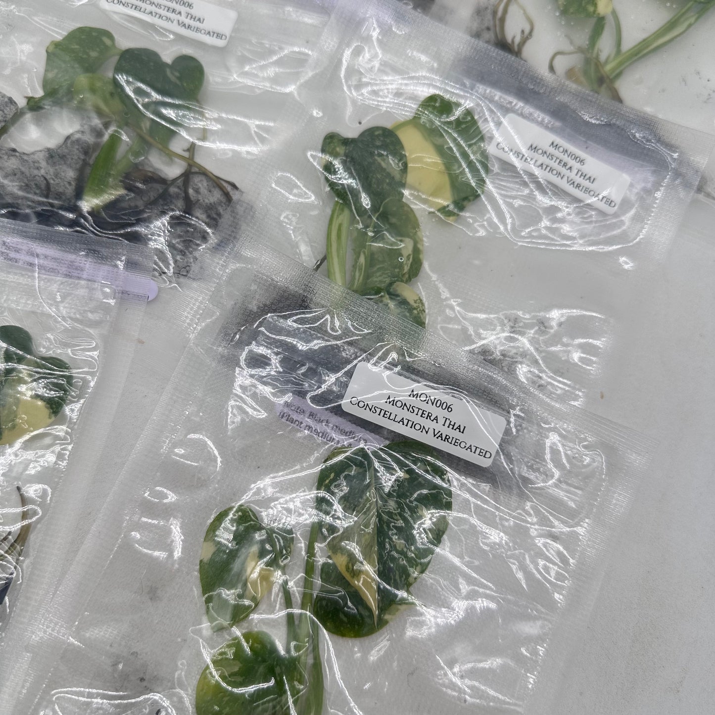 Tissue Culture - Monstera Thai Constellation