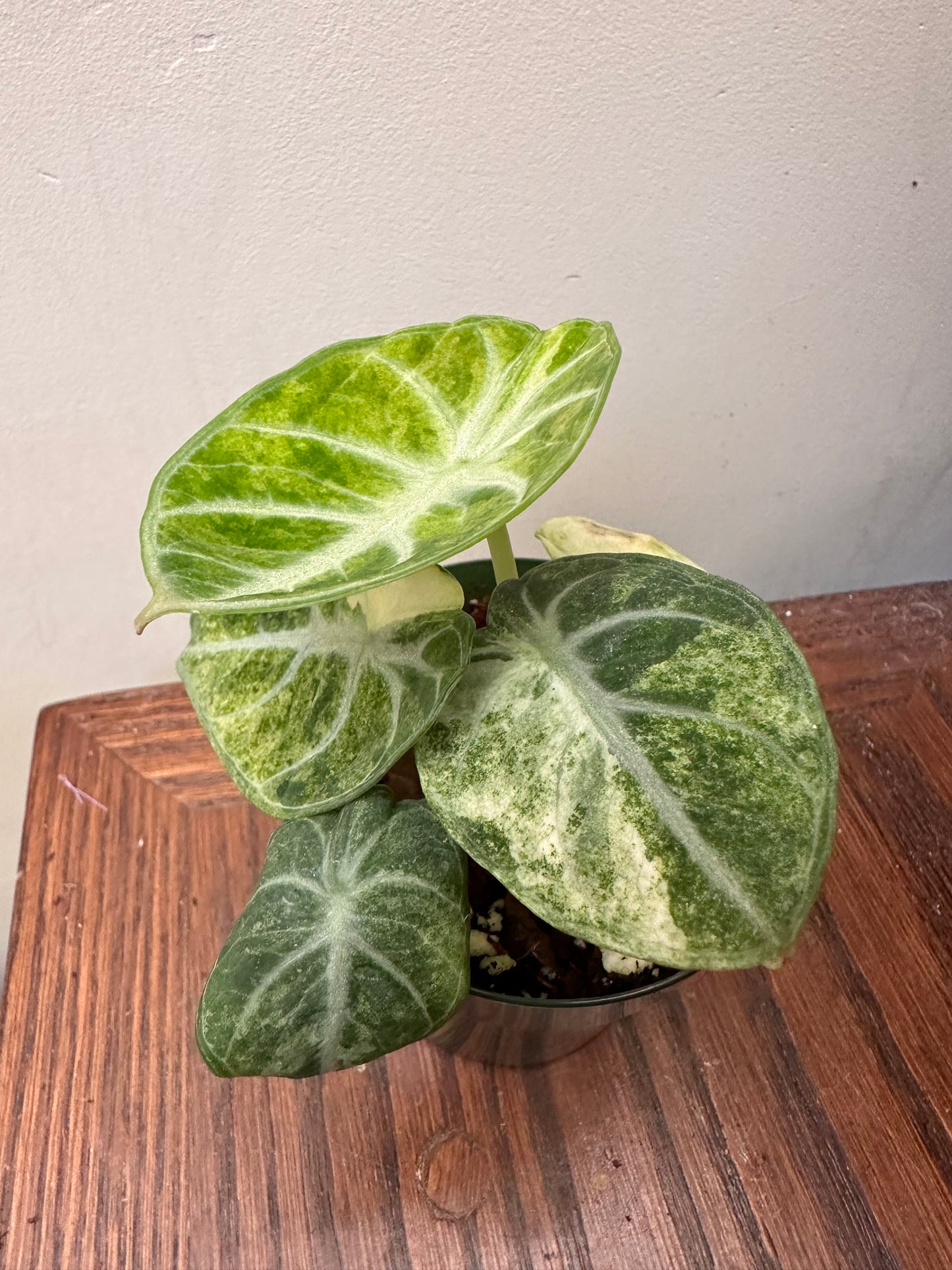 Alocasia Ninja Splash Tri-Colour