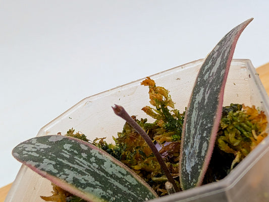 Hoya Sigillatis Outer Variegated - New Growth