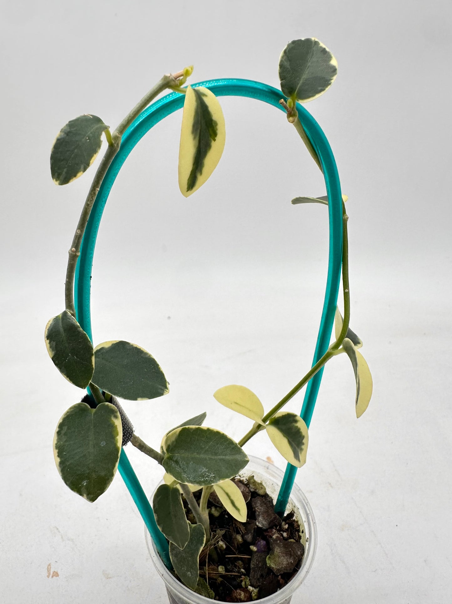 Hoya Cumingiana Variegated - Multiple New Growths