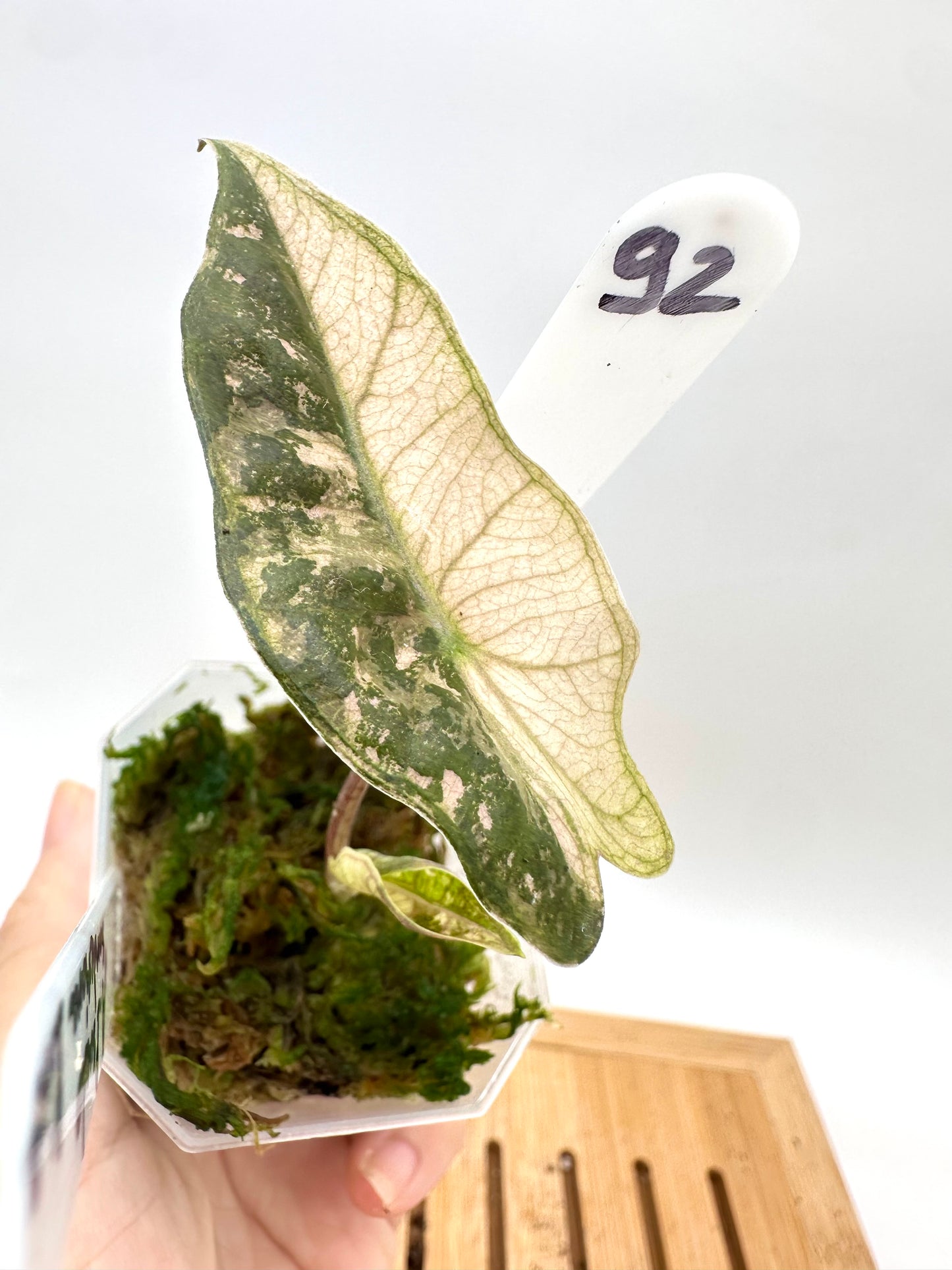 Alocasia Psuedo Sanderiana Pink Variegated