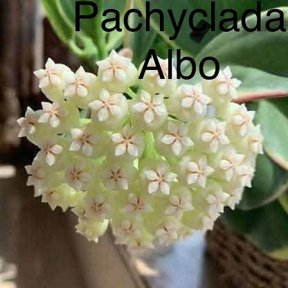Hoya Pachyclada Albo Variegated