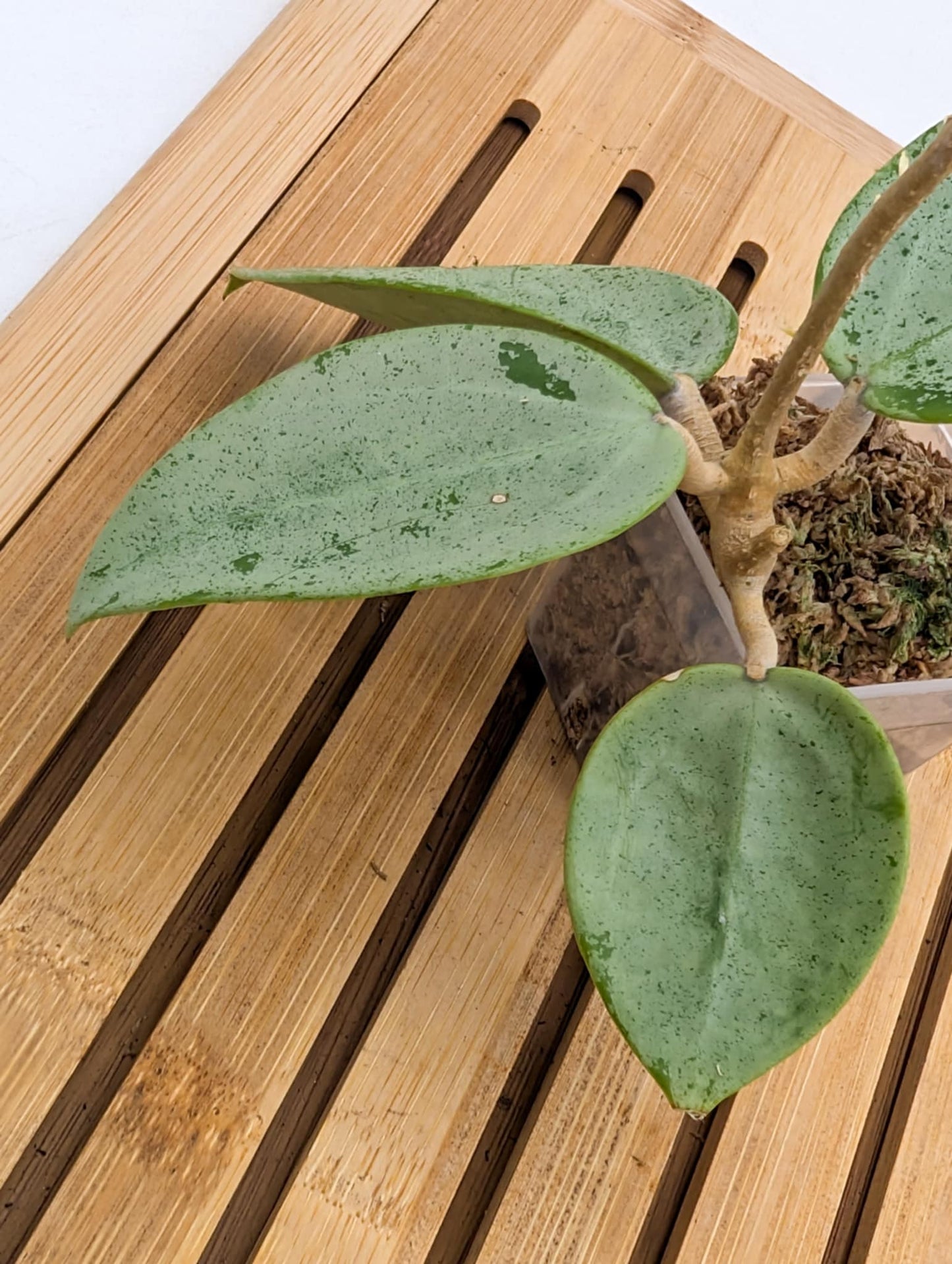 Hoya Verticillata ‘Silver Hearts’