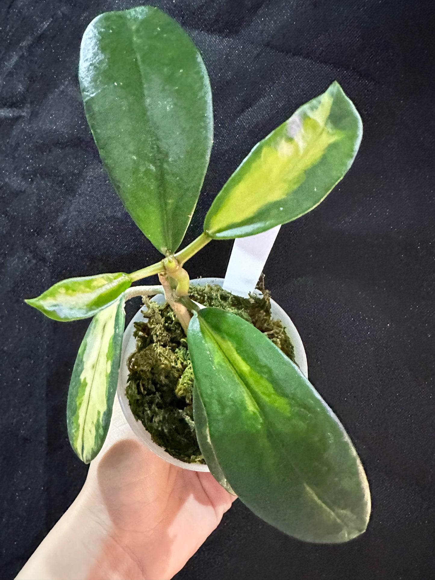 Hoya Diversifolia Maharini