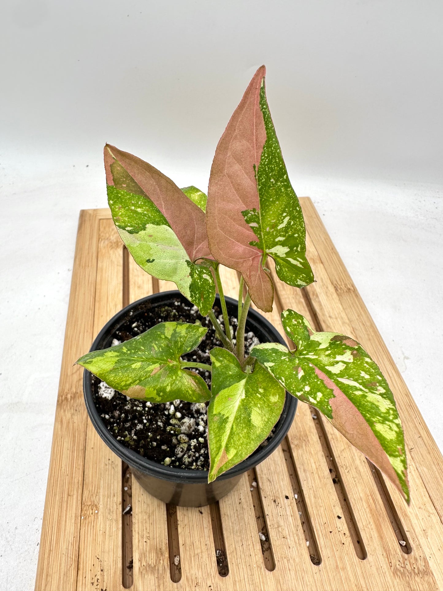 Syngonium Redspot Tri-Colour Variegated