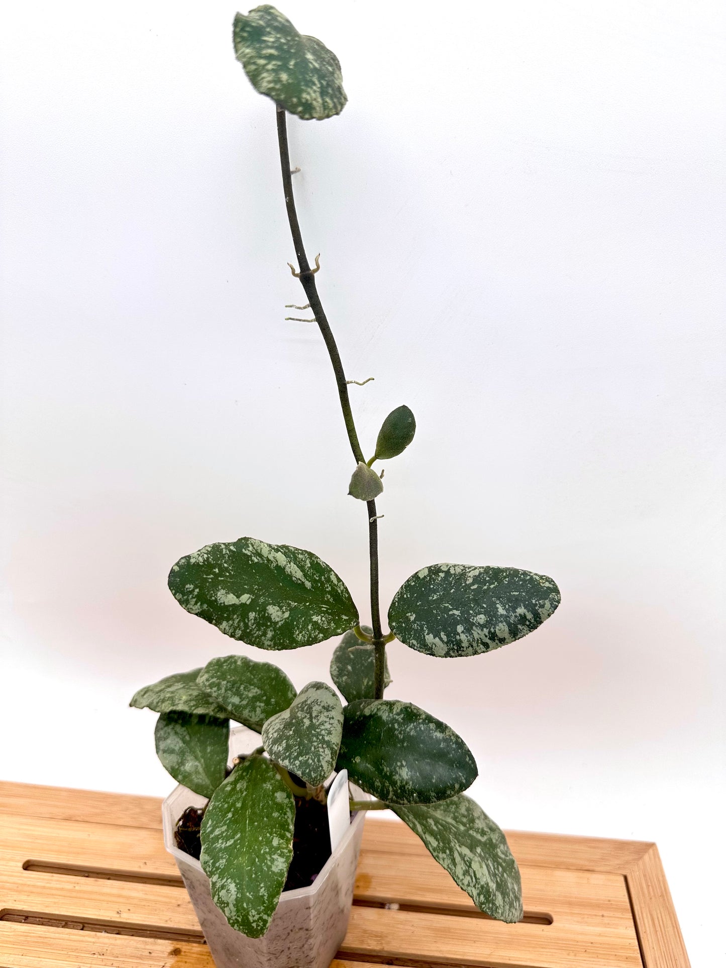 Hoya Cloudy Sky - Multiple growths