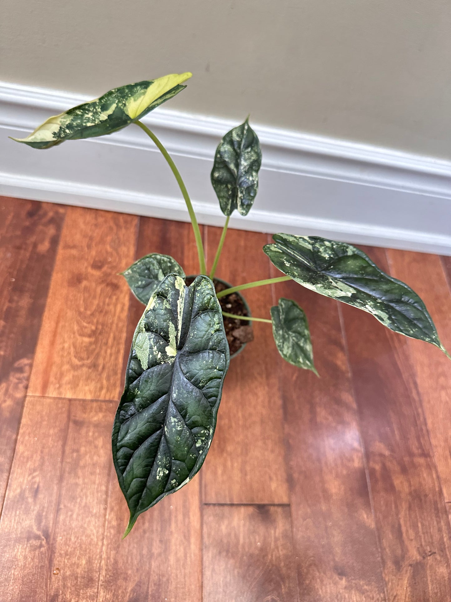 Alocasia Dragon Scale Albo - Corm growing on top, never been corm collected - August Sale
