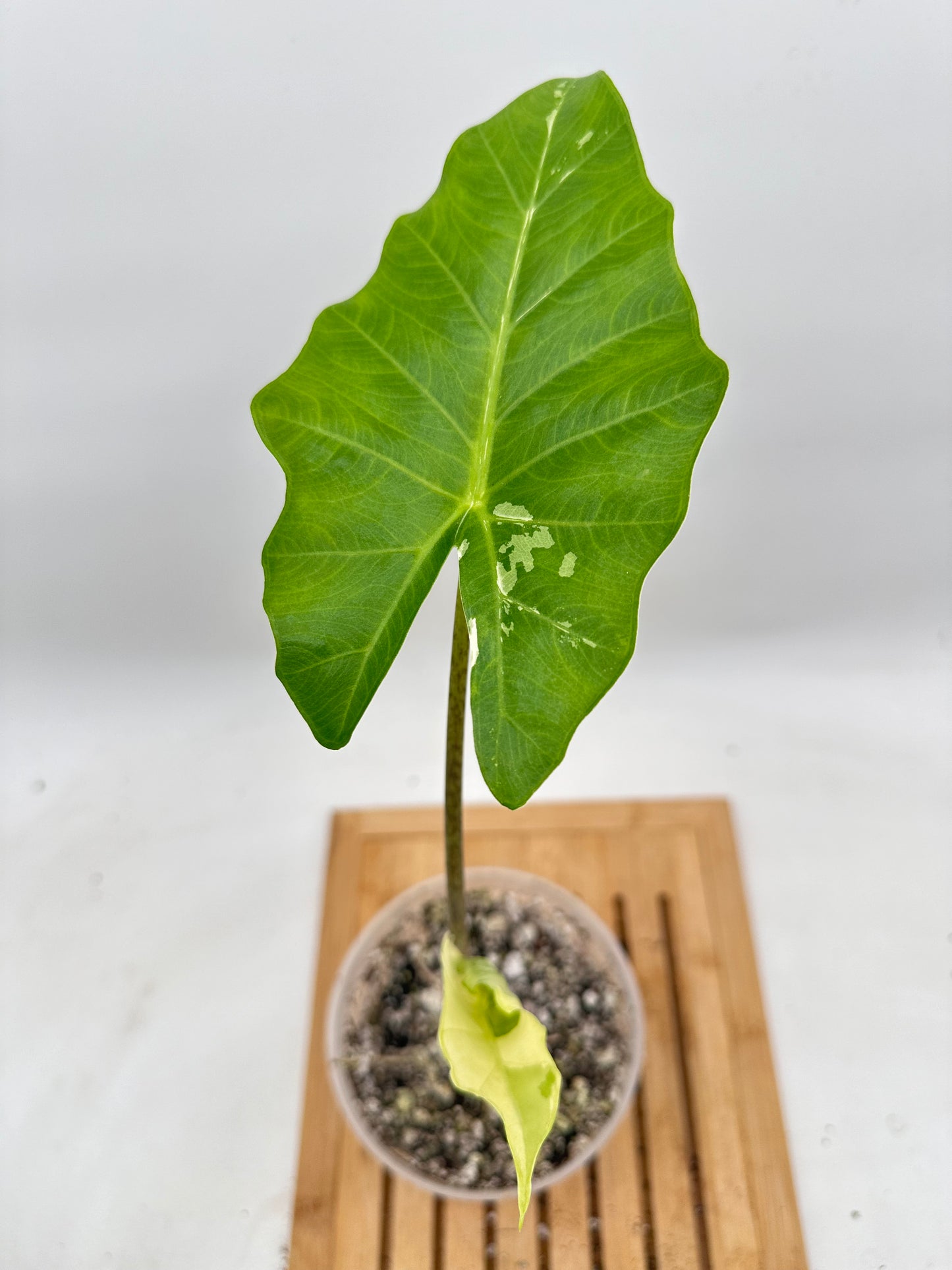 Thanksgiving Sales - Alocasia Portora Albo Variegated