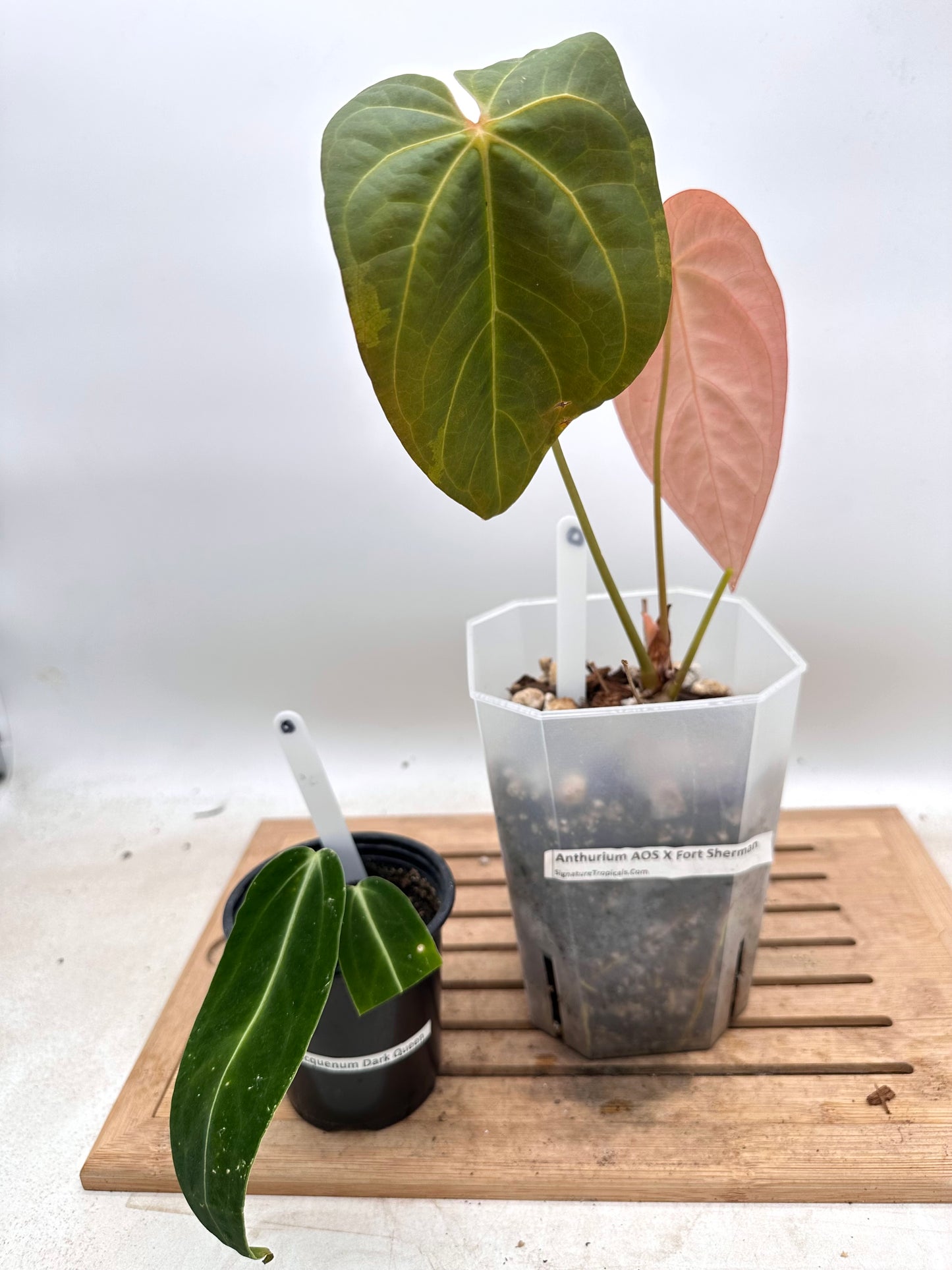 Combo Sale - Anthurium AOS x FS & Warrocquenum Queen