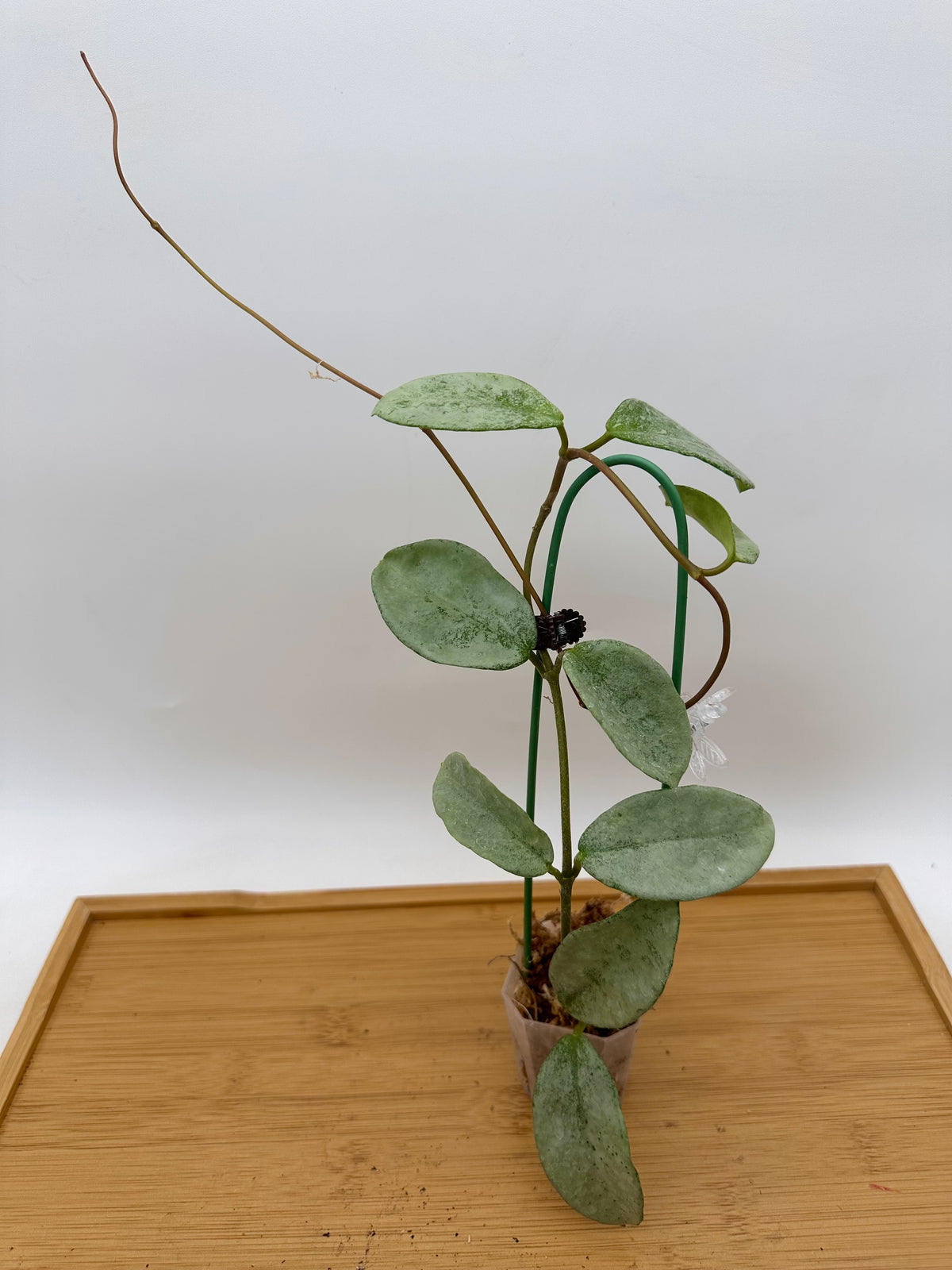 Hoya Carnosa ‘Grey Ghost’ - Full Plant